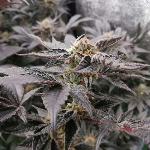 BloodSport Feminized Cannabis Seeds by Black Tuna Seeds