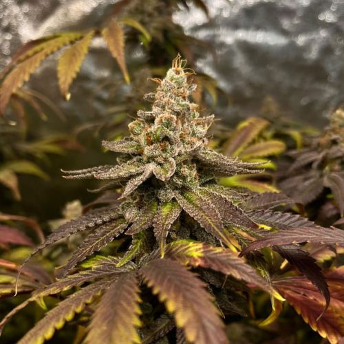 GRAPPLEZ Feminized Cannabis Seeds by Black Tuna Seeds