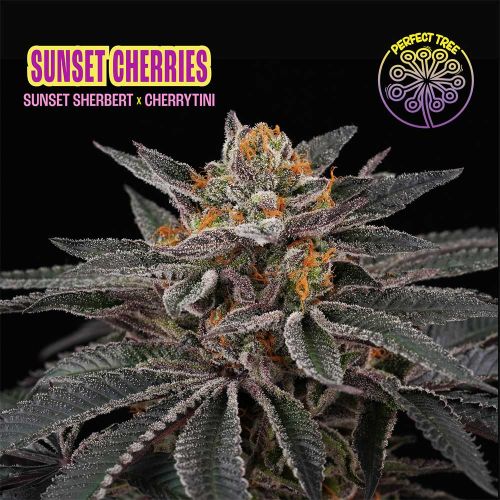 Sunset Cherries Feminized Seeds Perfect Tree 