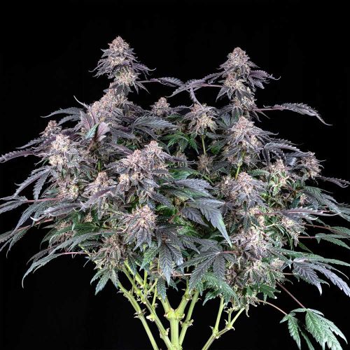 Grape Venom Feminized Cannabis Seeds by Black Tuna Seeds