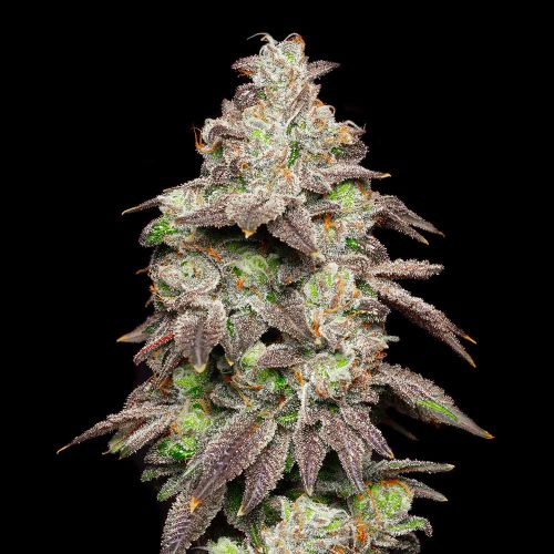 Fried Banana Feminized Cannabis Seeds by Cookies 