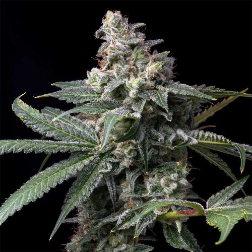 GMO x Hollywood Feminized Cannabis Seeds by Cookies 