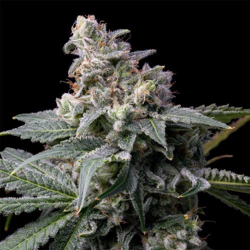 GMO x Hollywood Feminized Cannabis Seeds by Cookies 