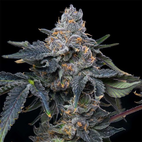 Grape Z x Hollywood Feminized Cannabis Seeds by Cookies 