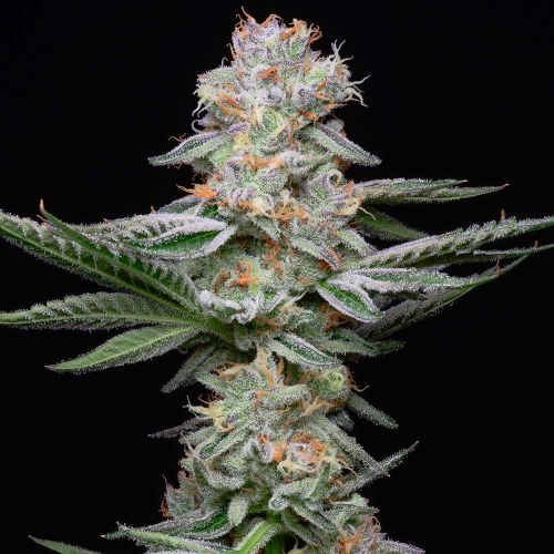 Grapefruitz Feminized Cannabis Seeds by Cookies