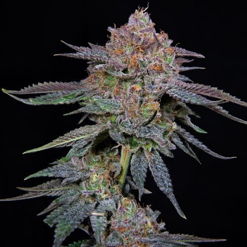 OrangeGroovye BX Female Weed Seeds by Grateful Seeds