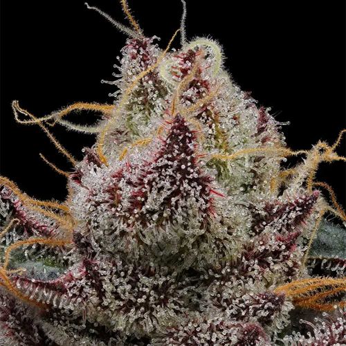 Ancient Aliens BX Regular Cannabis Seeds Green Bodhi 