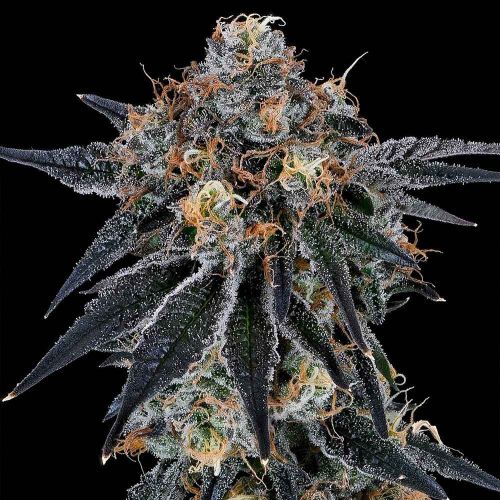 Blue Fumez Feminized Cannabis Seeds by Grounded Genetics 