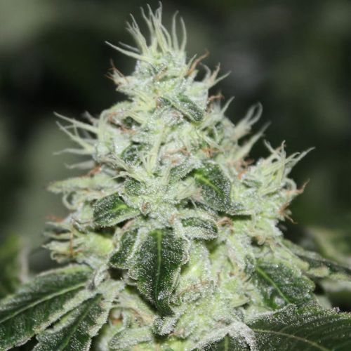 Tropical Sour Grounded Genetics Feminized Cannabis Seeds