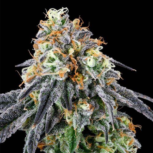 Nose Candi Feminized Cannabis Seeds by Grounded Genetics