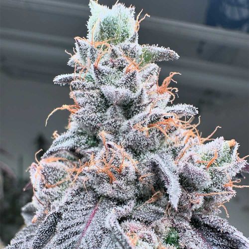 Swoosh Feminized Cannabis Seeds by Grounded Genetics 