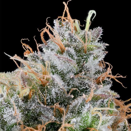 Ultraviolet Sherb Feminized Cannabis Seeds by Grounded Genetics 