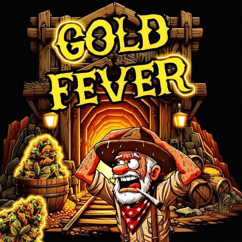 Gold Fever Feminized Cannabis Seeds Holy Smoke Seeds