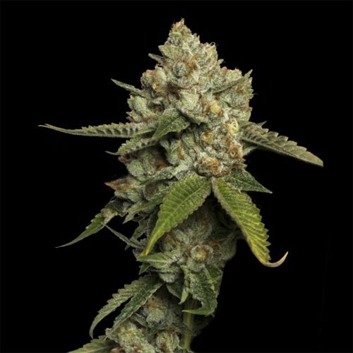 Kosher Prophet Feminized Cannabis Seeds DNA Genetics