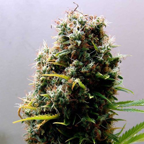 Kushadelic Feminized Cannabis Seeds Soma Seeds