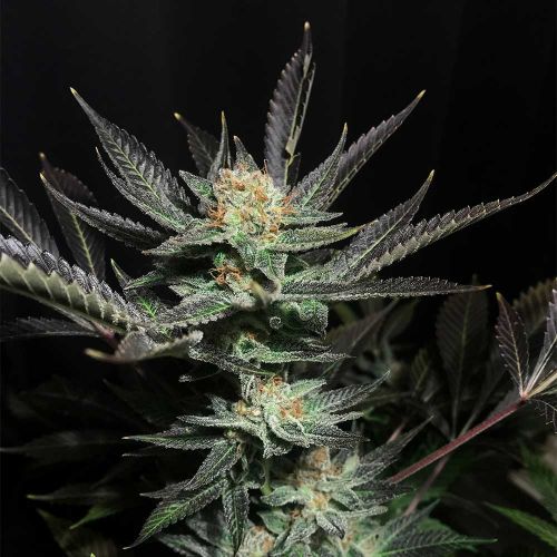 Lavender OG Feminized Cannabis Seeds Soma Seeds