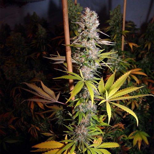 Lavender #1 Feminized Cannabis Seeds Soma Seeds