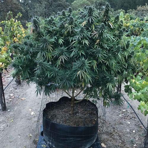 Lavnesia Feminized Cannabis Seeds Soma Seeds