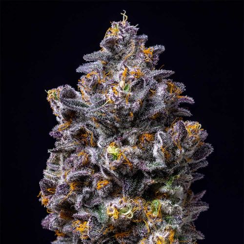 Lemon Cherry Pop Feminized Cannabis Seeds by Cookies