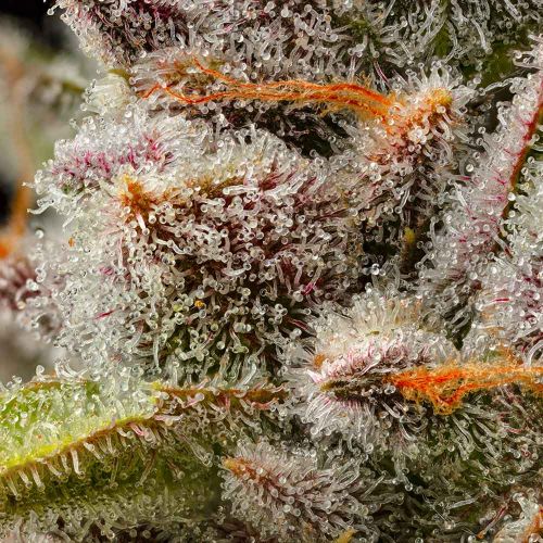 Lemon Cherry Sherb Feminized Cannabis Seeds by Cookies