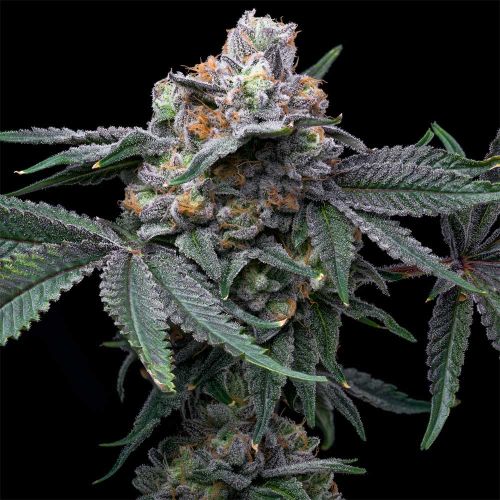 Mango Z x Hollywood Feminized Cannabis Seeds by Cookies