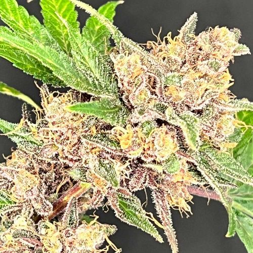 MarVista Feminized Cannabis Seeds by Mosca Seeds 