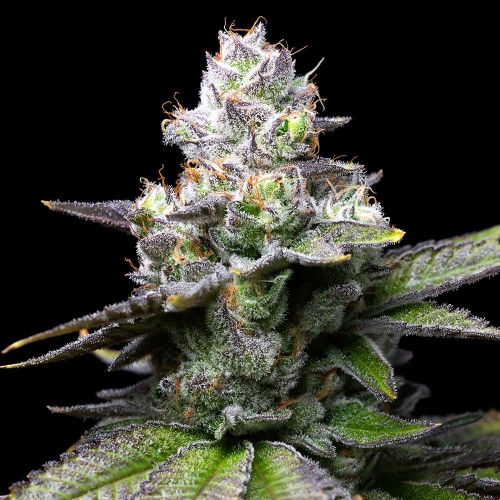 Melted Scoopz Feminized Cannabis Seeds by Cookies