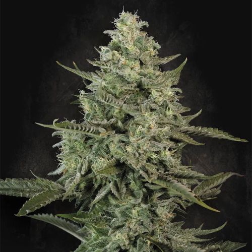 Mendo Crème Feminized Cannabis Seeds Paradise Seeds