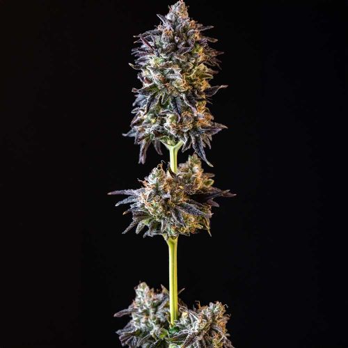 MERENGÓN Feminized Cannabis Seeds by Black Tuna Seeds