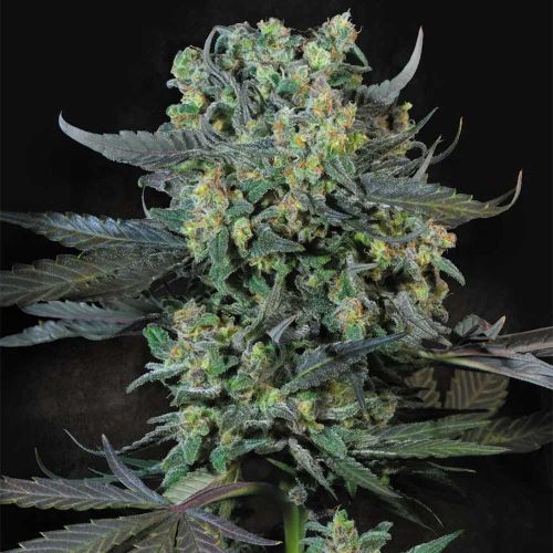 Momo Feminized Cannabis Seeds Paradise Seeds