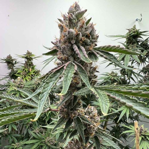 Pink Animal Crackers S1 Feminized Cannabis Seeds by Mosca Seeds 