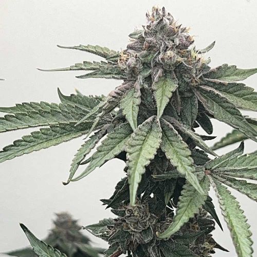 Loop Hole Feminized Cannabis Seeds by Mosca Seeds 