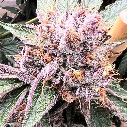 Pink Animal Crackers S1 Feminized Cannabis Seeds by Mosca Seeds 