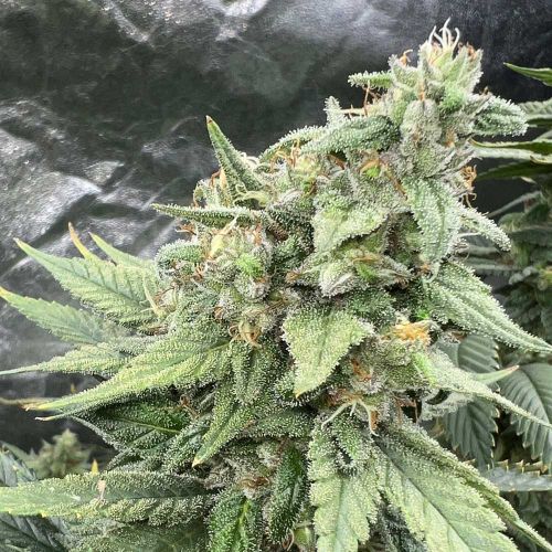 Pink LemonAid S1 Feminized Cannabis Seeds by Mosca Seeds 