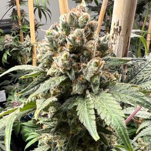 Tapestry Feminized Cannabis Seeds by Mosca Seeds 