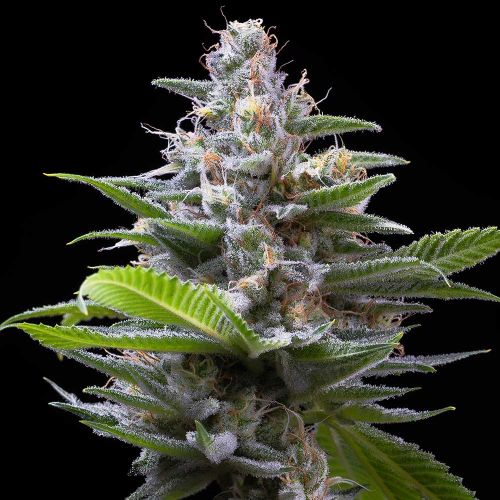 Murder Hornet Feminized Cannabis Seeds by Cookies