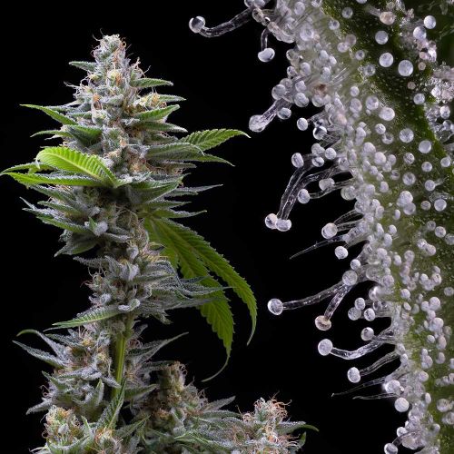 Murder Hornet Feminized Cannabis Seeds by Cookies