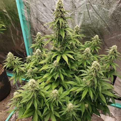 Dog Whistle Auto Seeds Night Owl Seeds