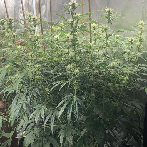 Spotless Mind Auto Seeds Night Owl Seeds