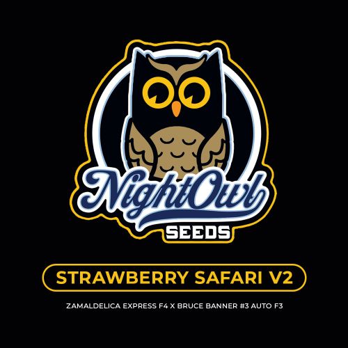 Strawberry Safari V2 Auto Seeds Night Owl Seeds