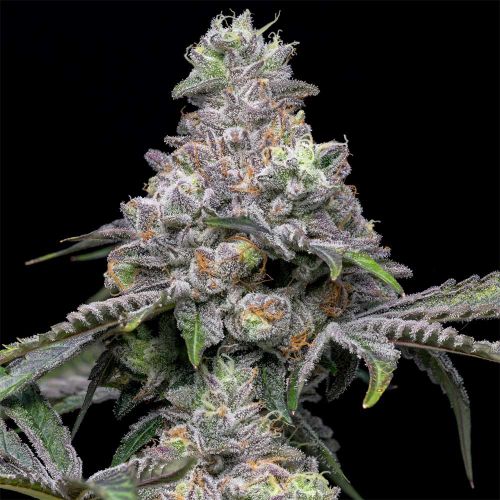 Papaya x Hollywood Feminized Cannabis Seeds by Cookies