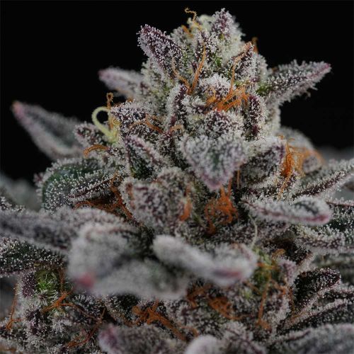 Cherry Crisp Feminized Seeds Perfect Tree 