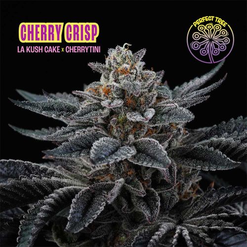 Cherry Crisp Feminized Seeds Perfect Tree 