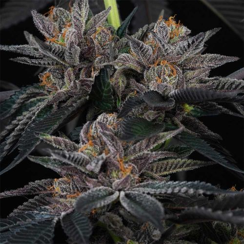 Sunset Cherries Feminized Seeds Perfect Tree 