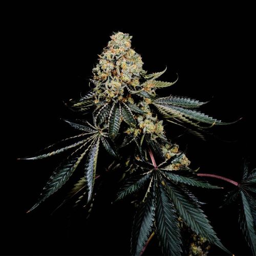 Pink Glue Feminized Cannabis Seeds Soma Seeds