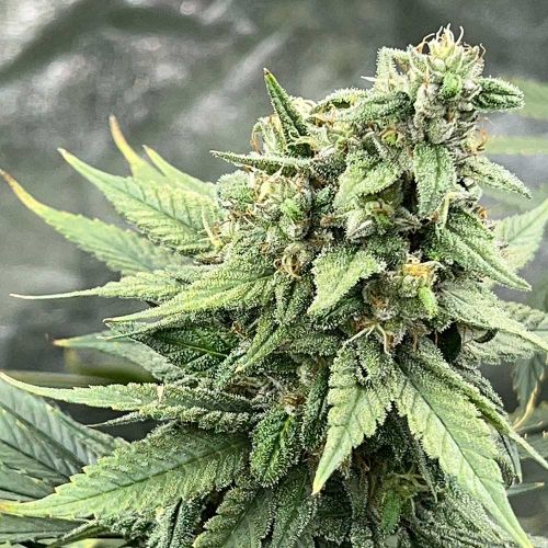 Pink LemonAid S1 Feminized Cannabis Seeds by Mosca Seeds 