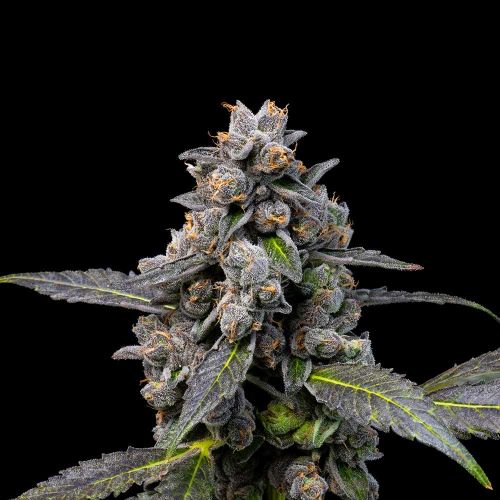 Pink Passion Fruit Feminized Cannabis Seeds by Cookies