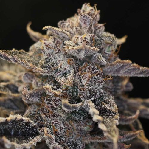 Pocket Sand Auto Seeds Night Owl Seeds