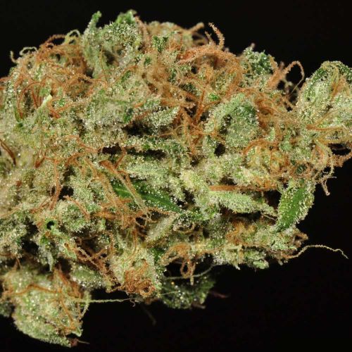 Ghost Train Haze #9 Regular Cannabis Seeds Rare Dankness