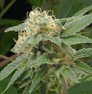 Sage'n Sour® Regular Cannabis Seeds by T.H.Seeds